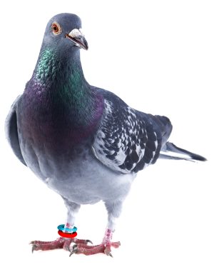 Anillas elásticas para palomas