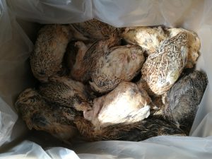 Codornices jovenes congeladas